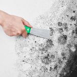mold-removal-inspection-services